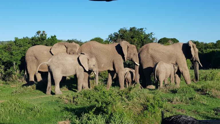3 Days/2 Nights Kruger Safari from Maputo