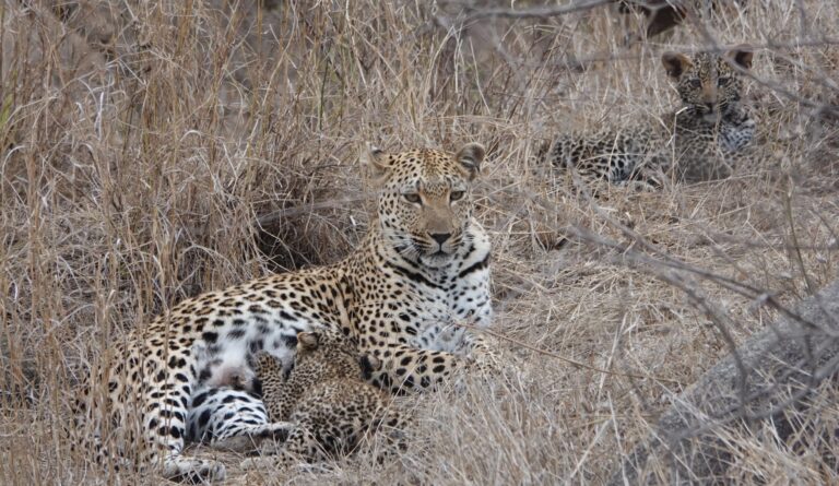 Half Day Kruger Safari